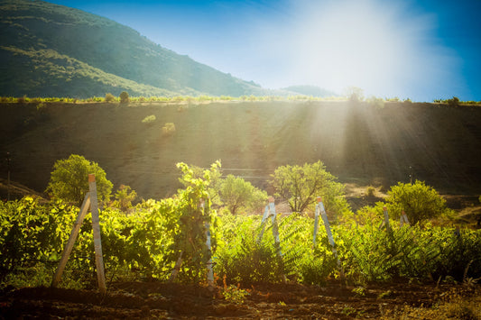 Episode 7: The Washington Pioneer Reimagined – Elevating Chateau Ste. Michelle Indian Wells Chardonnay with ADVINTAGE® White