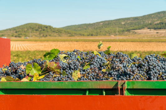 Episode 4: Unlocking the King of Grapes – Evaluating Josh Cellars Cabernet Sauvignon with ADVINTAGE® Red